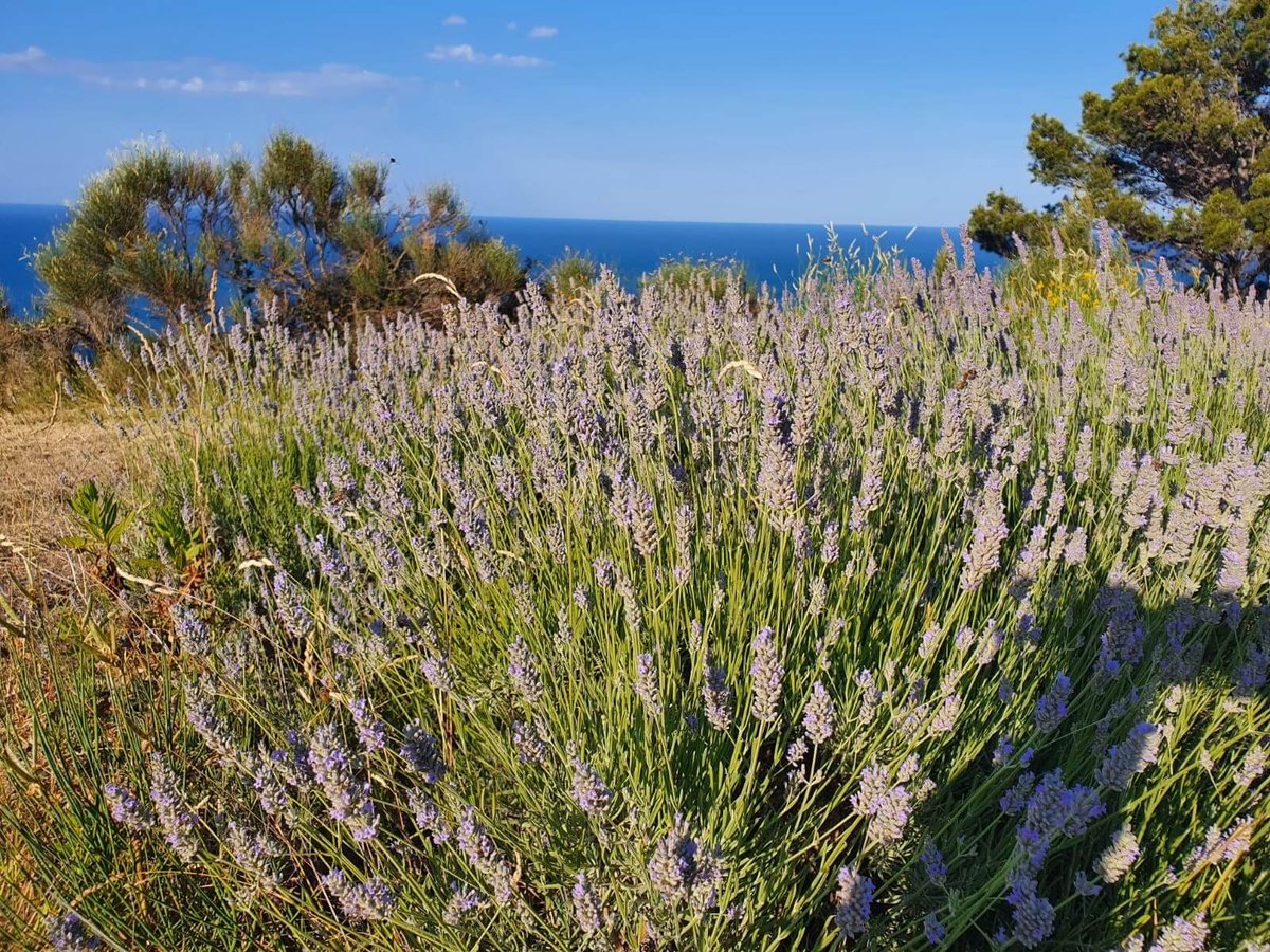 02-lavanda-orizzonatale