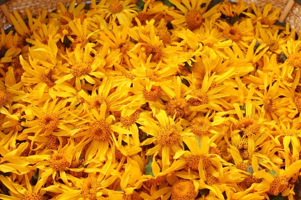 Arnica_Montana