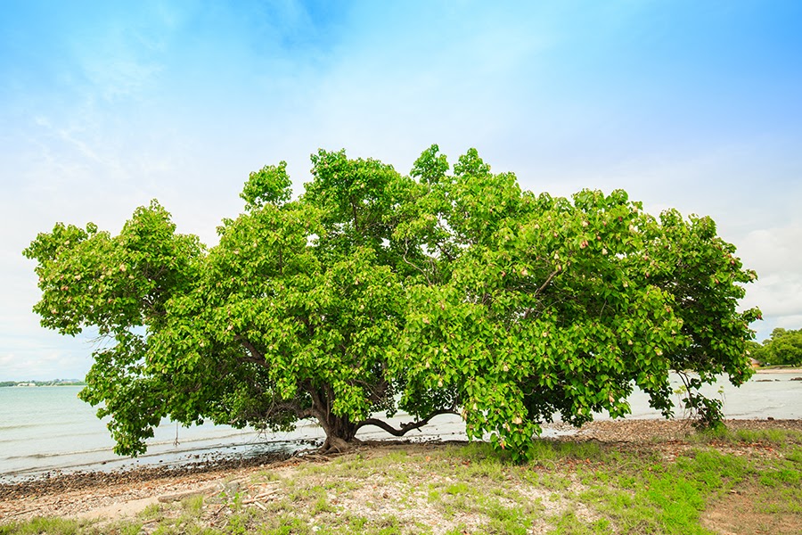 Albero_Kigelia_Africana