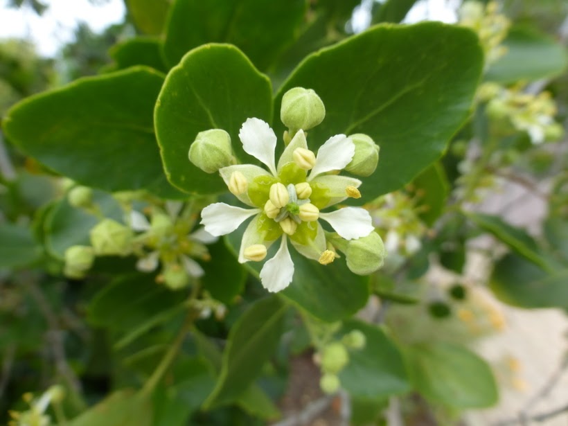 Fiore_Quillaja_Saponaria