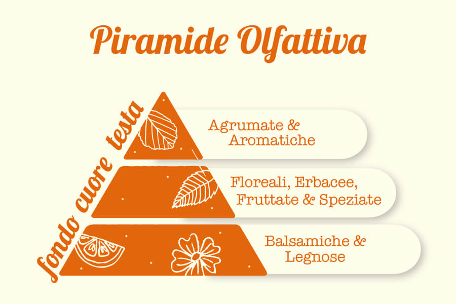 Piramide-olfattiva