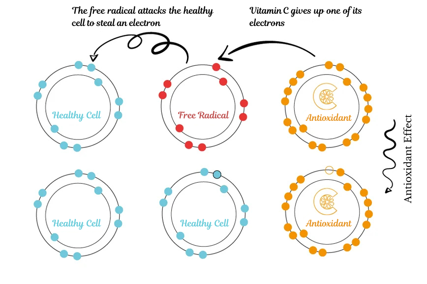 Vitamina-C-antiossidante-grafica-eng